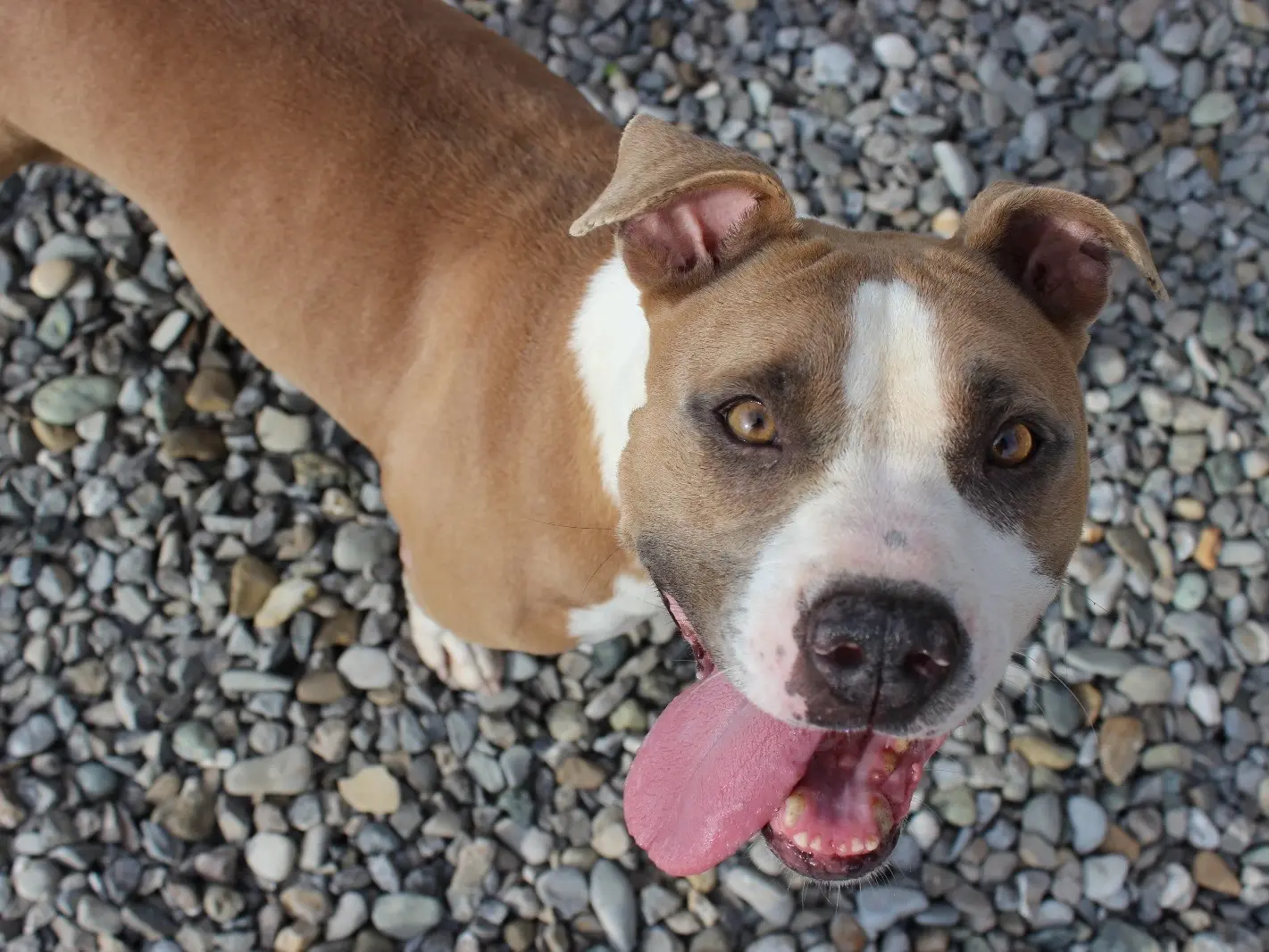 Adozione cane, femmina, Pitbull Amstaff, 8 anni e 9 mesi, taglia media, Roma