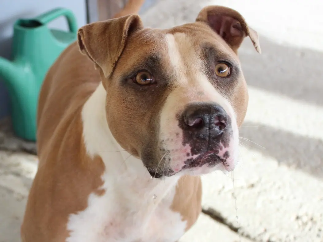 Adotta un cane, taglia media, femmina, Roma