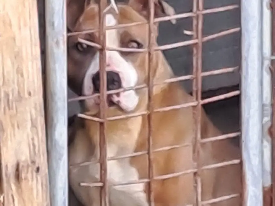 Vuoi adottare un cane a Roma?