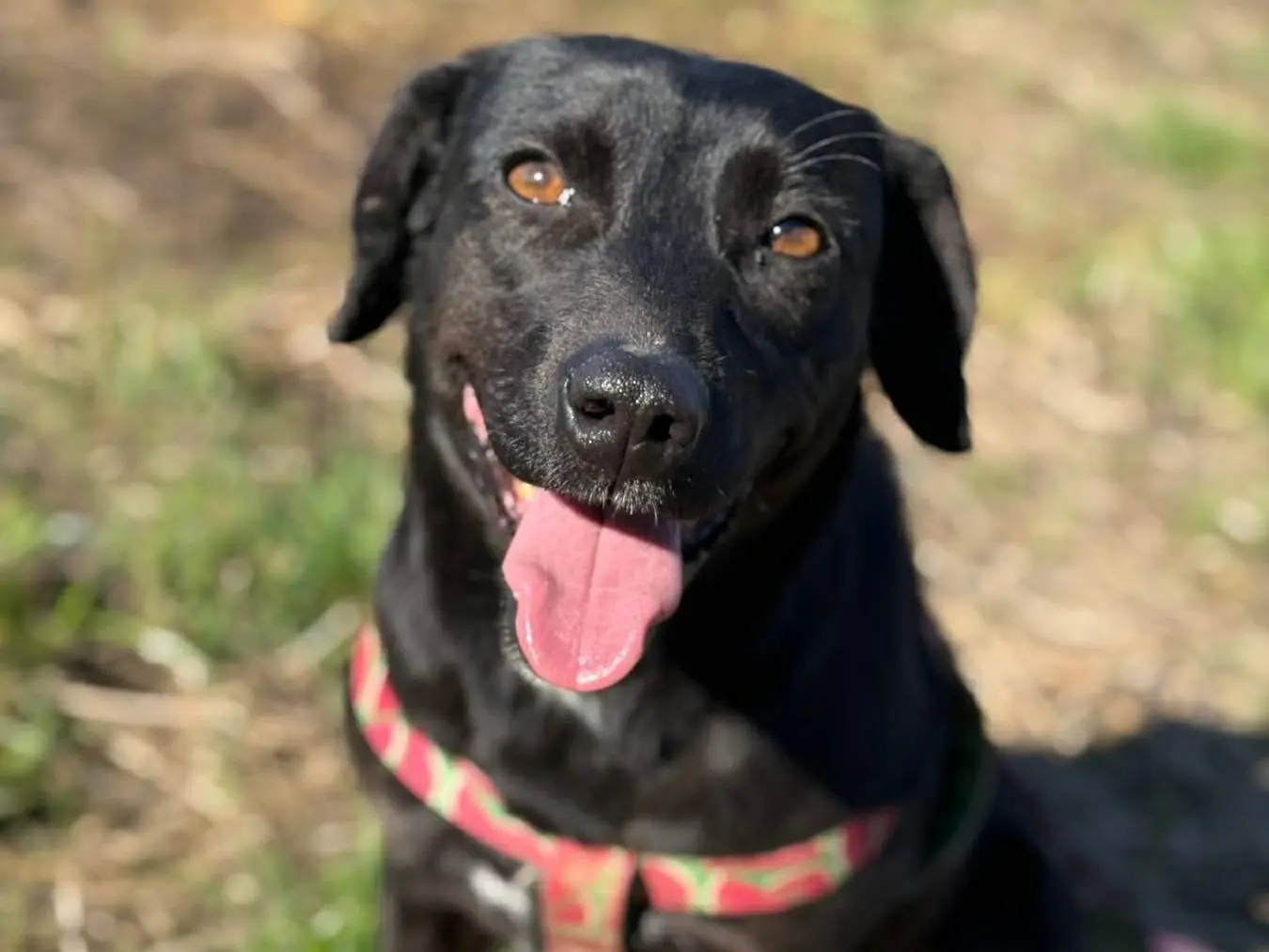 Adotta il cane ZARA a Firenze