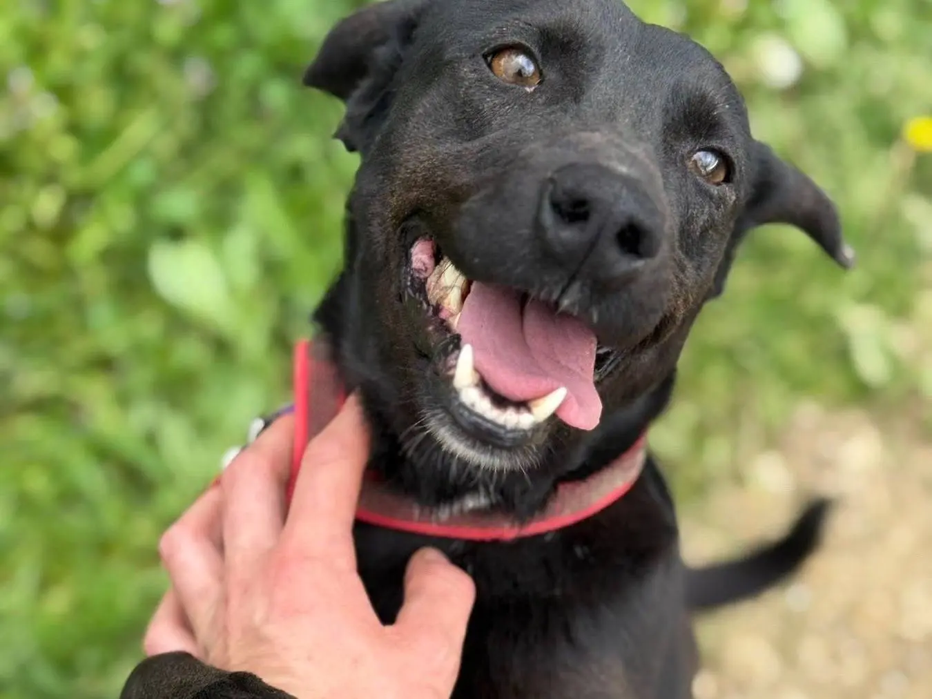 Adotta un cane, taglia media contenuta, femmina, Firenze
