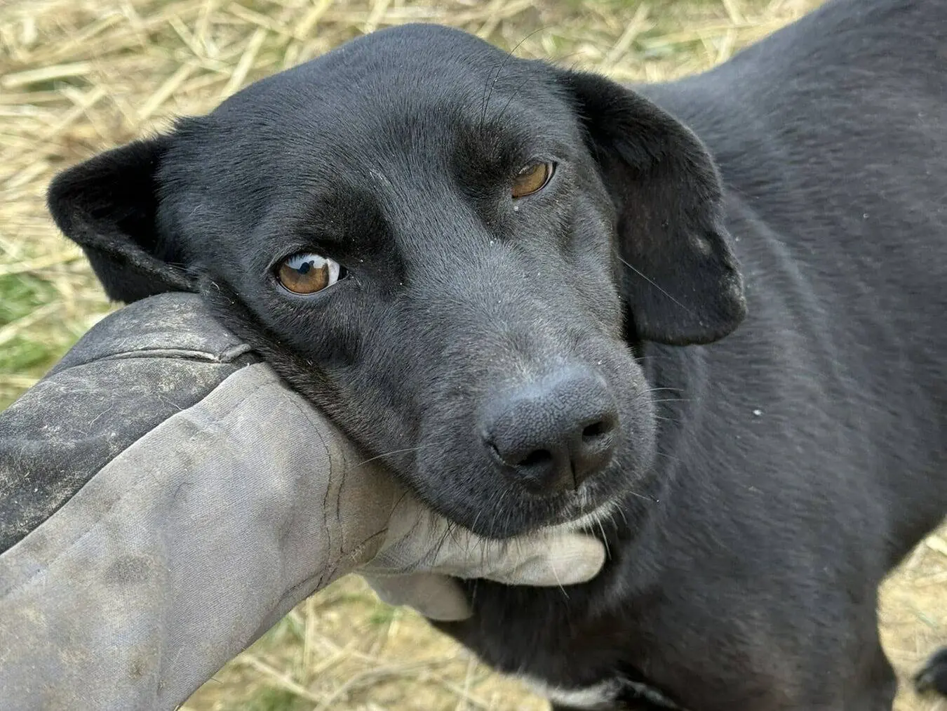 Adotta un cane, femmina, 4 anni e 5 mesi, Firenze
