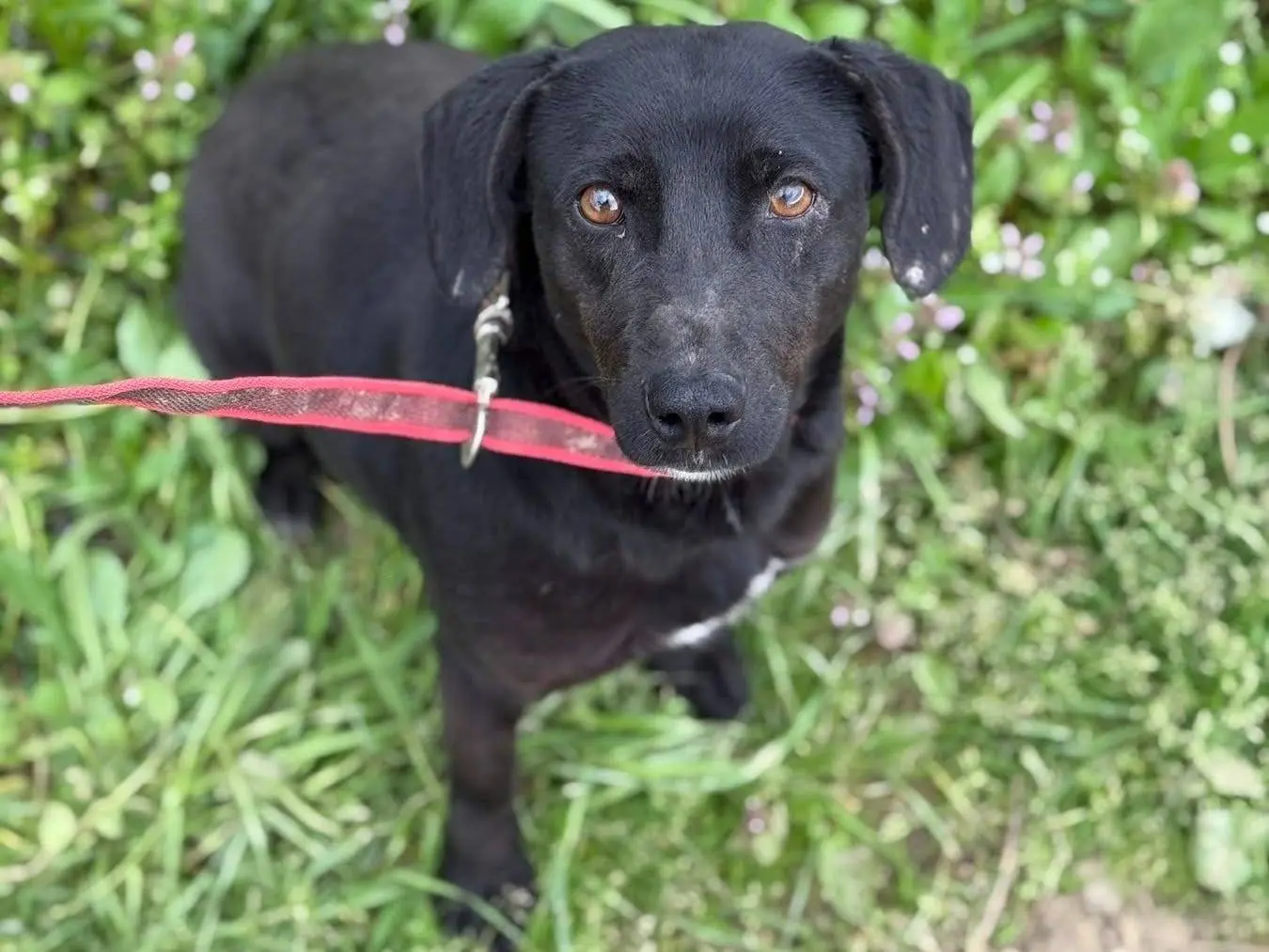 Vuoi adottare un cane a Firenze?