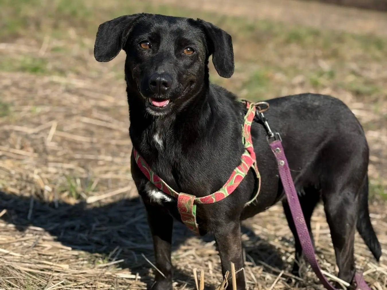 Adozione cane, femmina, Razza sconosciuta Razza sconosciuta, 4 anni e 5 mesi, taglia media contenuta, Firenze