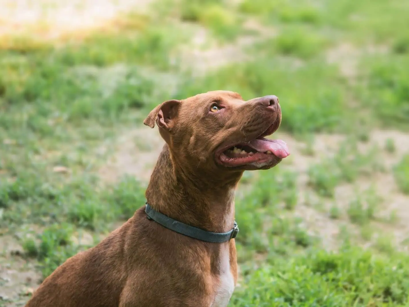 Adotta un cane, maschio, 6 anni e 8 mesi, Bologna