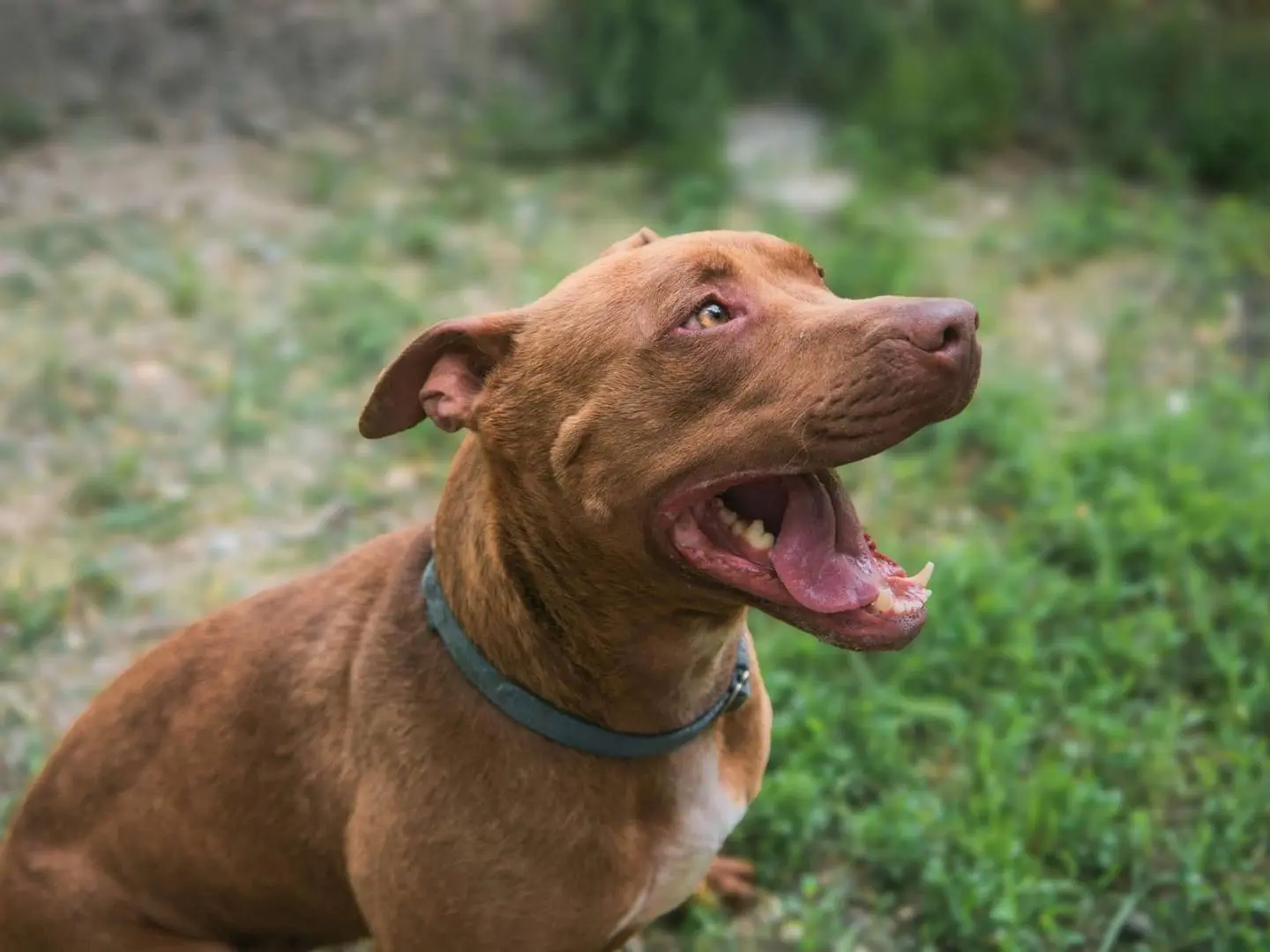 Adotta un cane, taglia gigante, maschio, Bologna