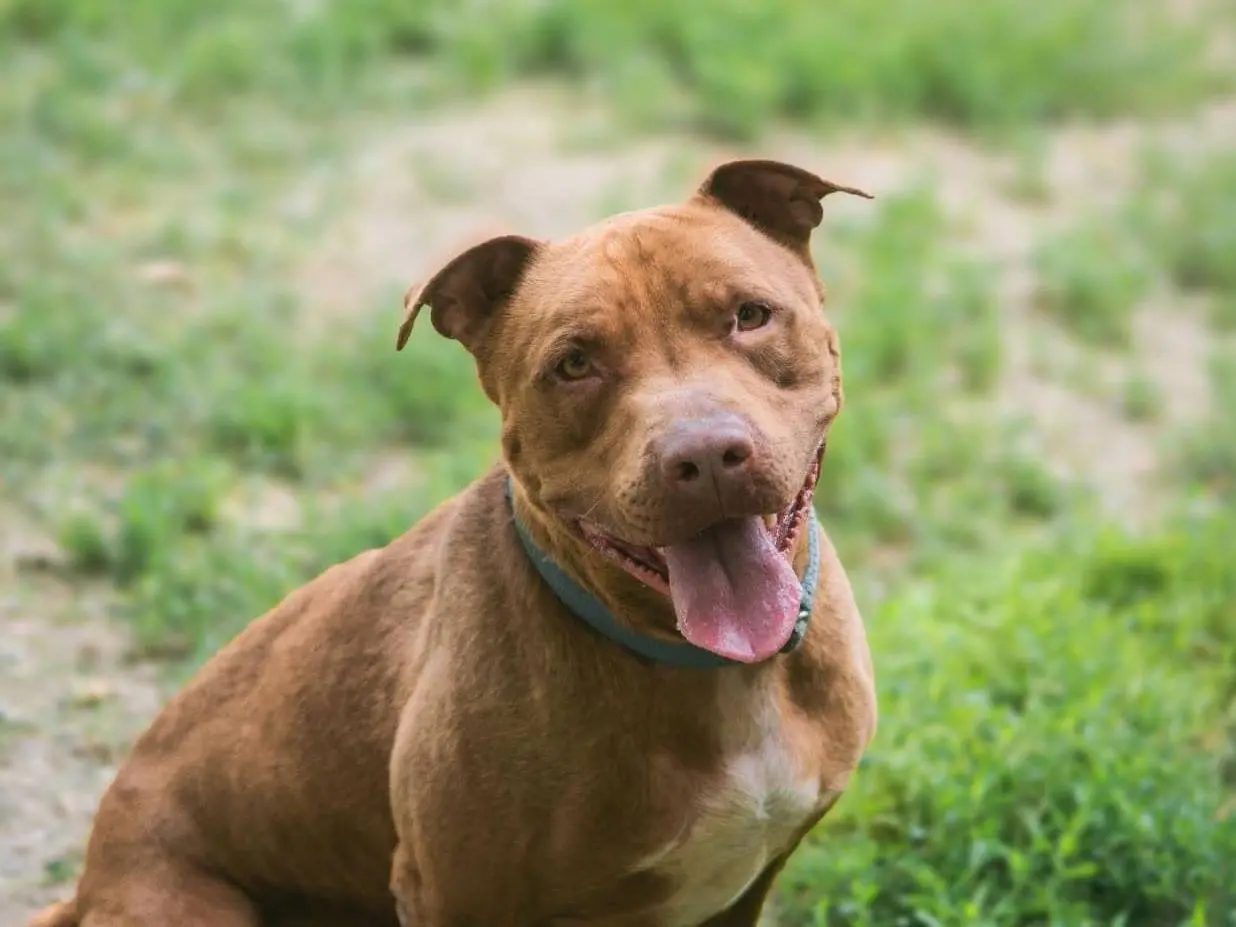 Adozione cane, maschio, Pitbull Razza sconosciuta, 6 anni e 8 mesi, taglia gigante, Bologna