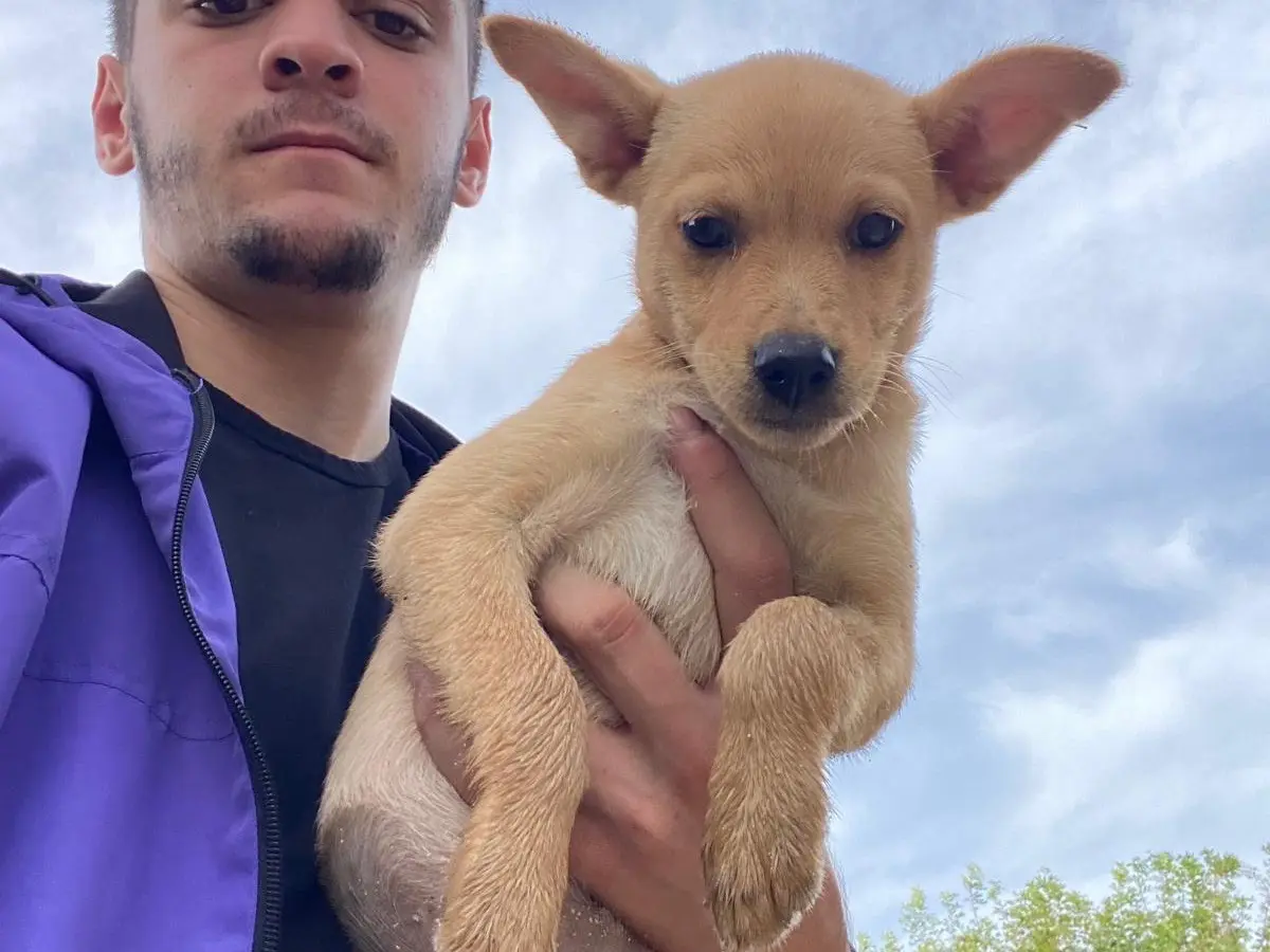 Adozione cane, femmina, Razza sconosciuta Razza sconosciuta, 1 mese, taglia media contenuta, Siracusa
