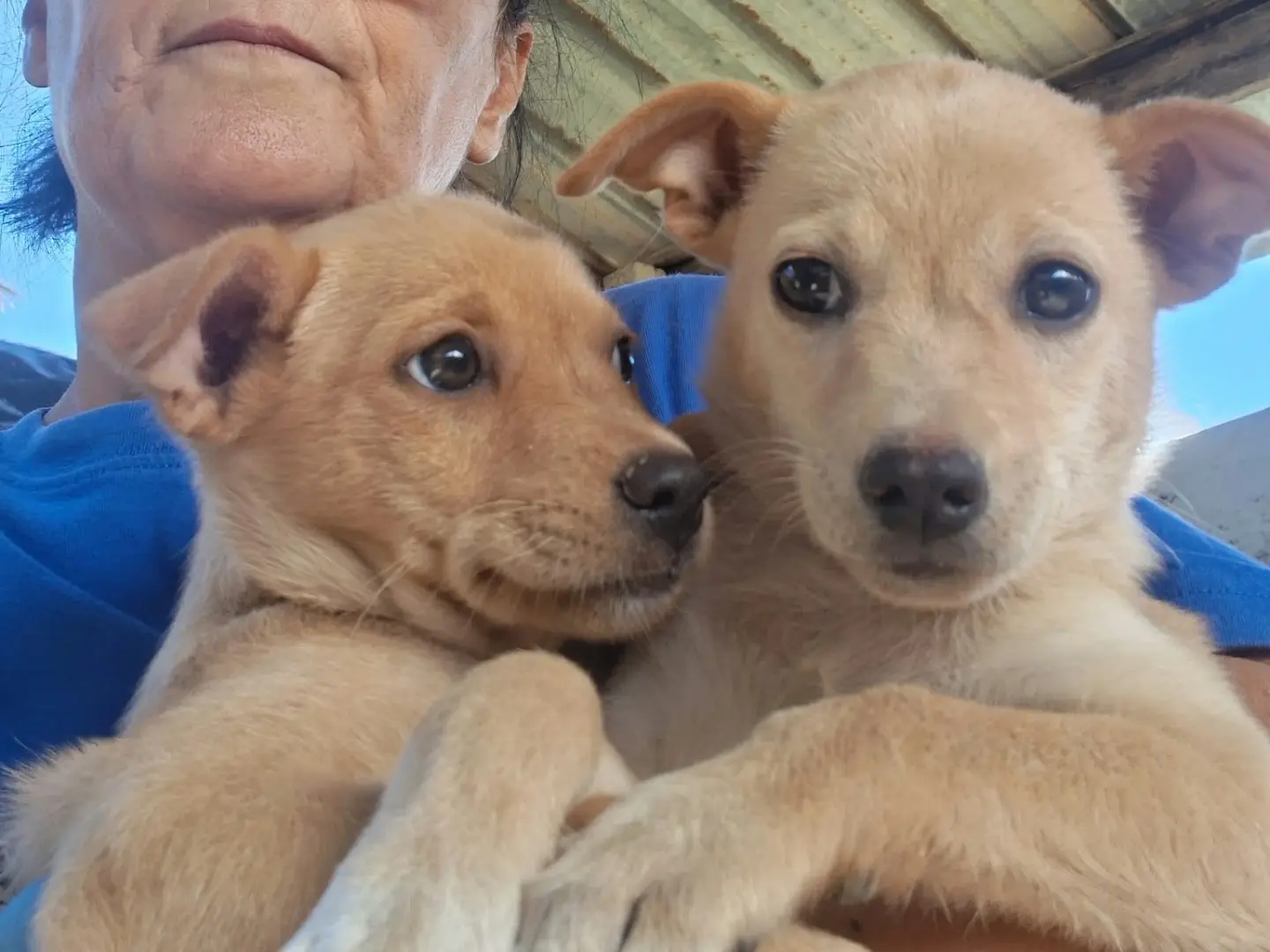 Adotta un cane, femmina, 1 mese, Siracusa