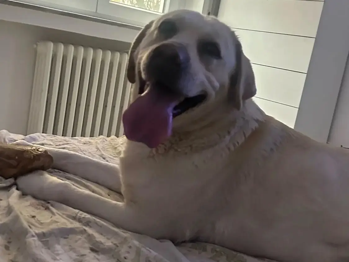 Adozione cane, femmina, Labrador Retriever Razza sconosciuta, 5 anni e 8 mesi, taglia grande, Vibo