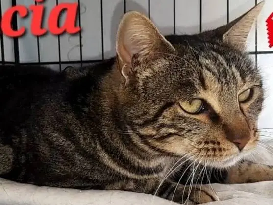 Adotta un gatto, femmina, 2 anni e 9 mesi, Novara
