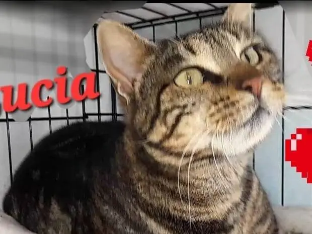 Adotta un gatto, taglia non valida, femmina, Novara