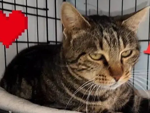 Adozione gatto, femmina, Razza sconosciuta Razza sconosciuta, 2 anni e 9 mesi, taglia non valida, Novara