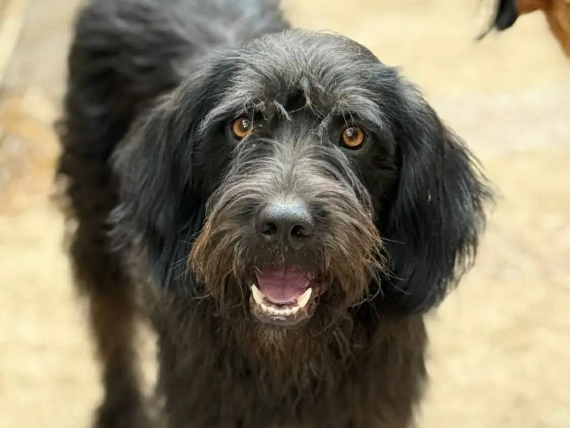Adozione cane, maschio, Razza sconosciuta Razza sconosciuta, 2 anni e 8 mesi, taglia media, Firenze