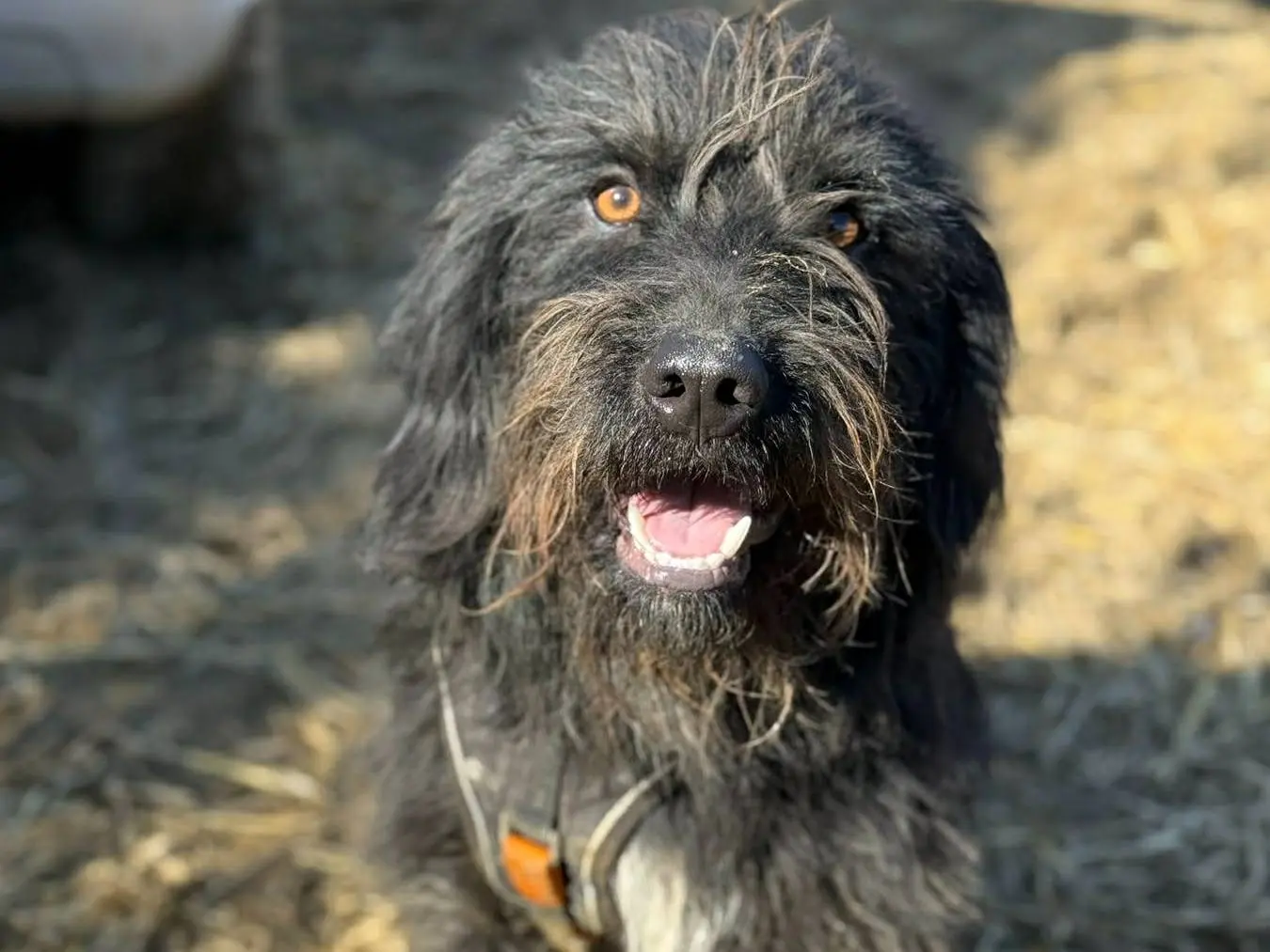 Vuoi adottare un cane a Firenze?