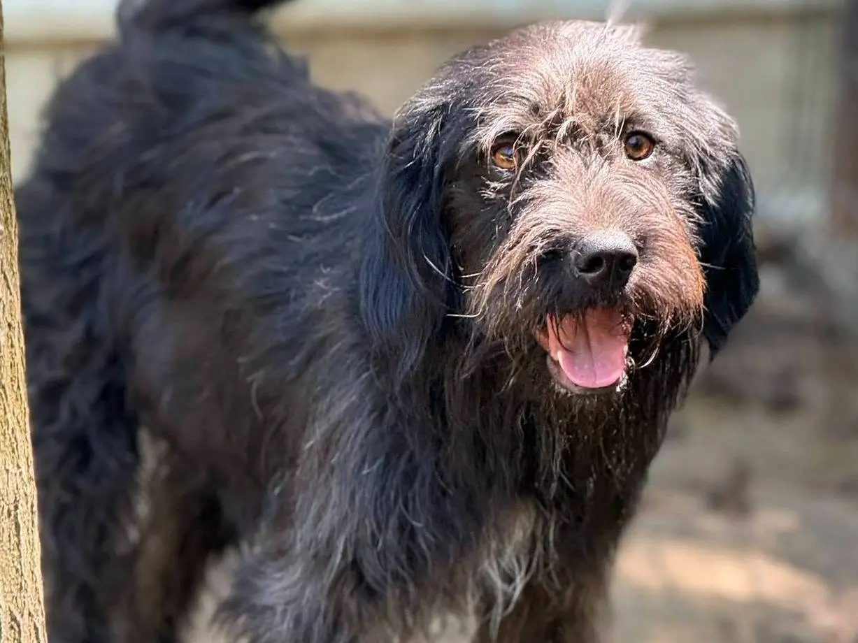 Adotta un cane, taglia media, maschio, Firenze