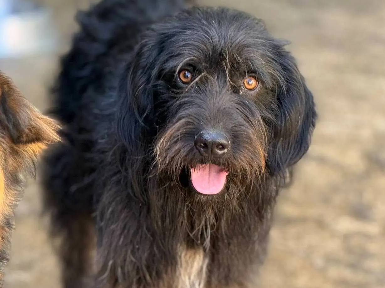 Adotta un cane, maschio, 2 anni e 8 mesi, Firenze