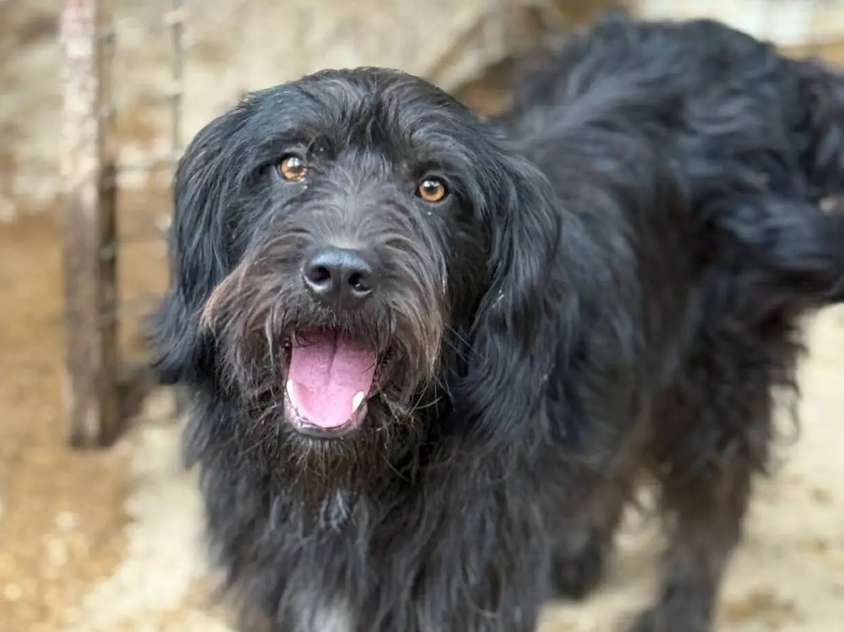 Adotta il cane LUCKY a Firenze