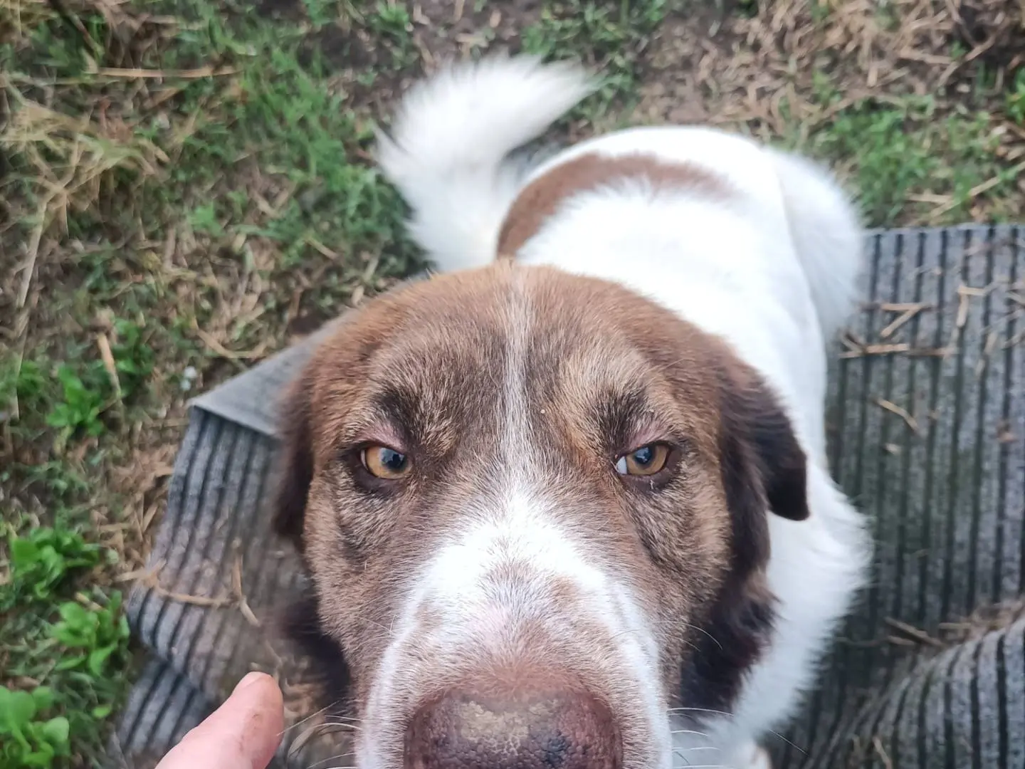 Adotta un cane, taglia media, maschio, Potenza