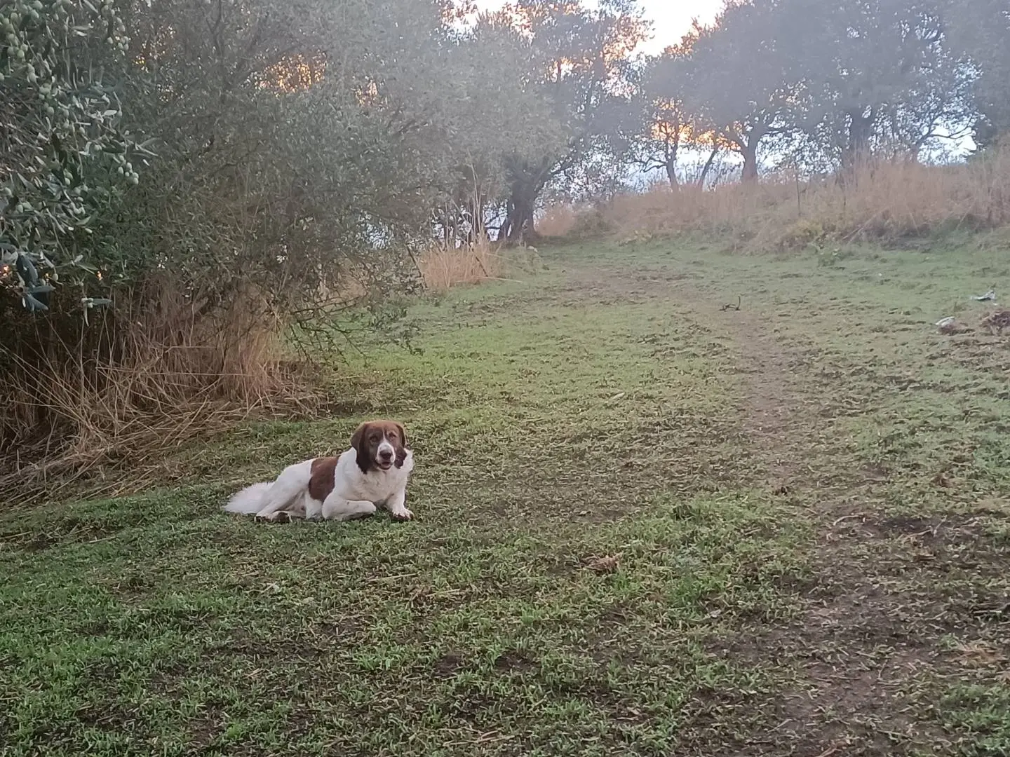 Adotta il cane Pedro a Potenza
