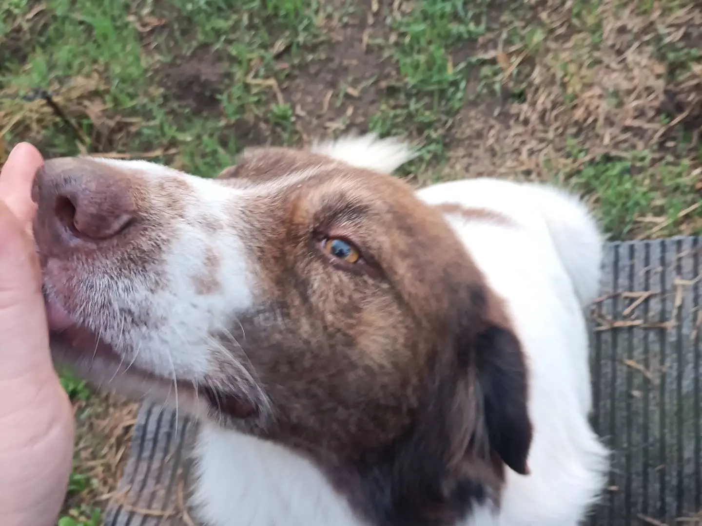 Adozione cane, maschio, Razza sconosciuta Border Collie, 2 anni e 1 mese, taglia media, Potenza
