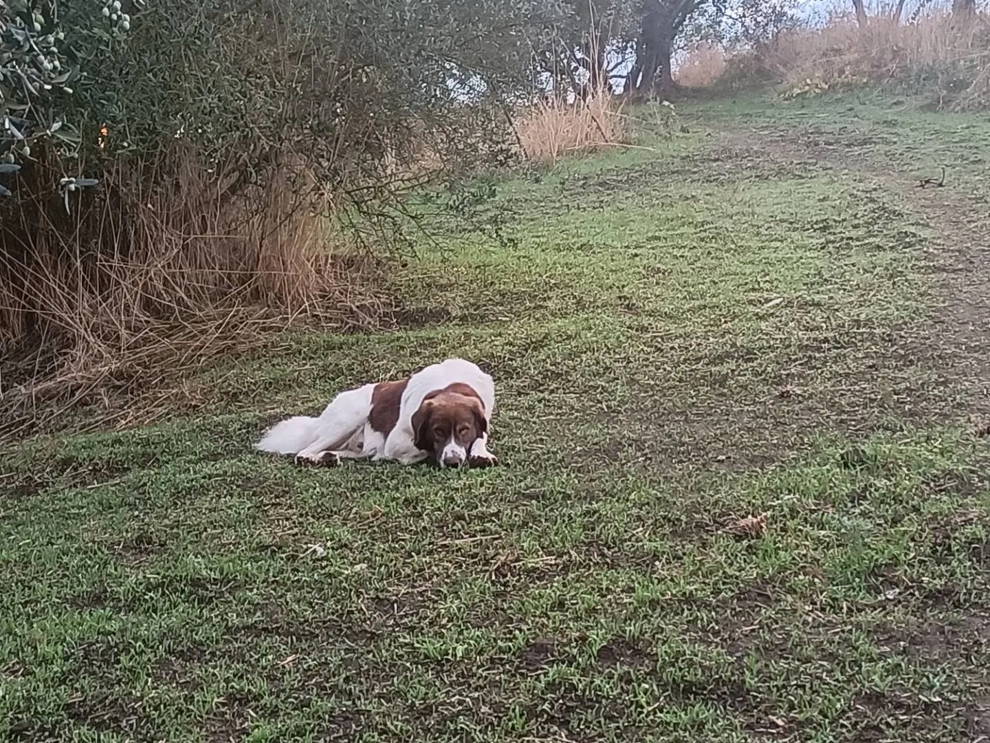 Vuoi adottare un cane a Potenza?