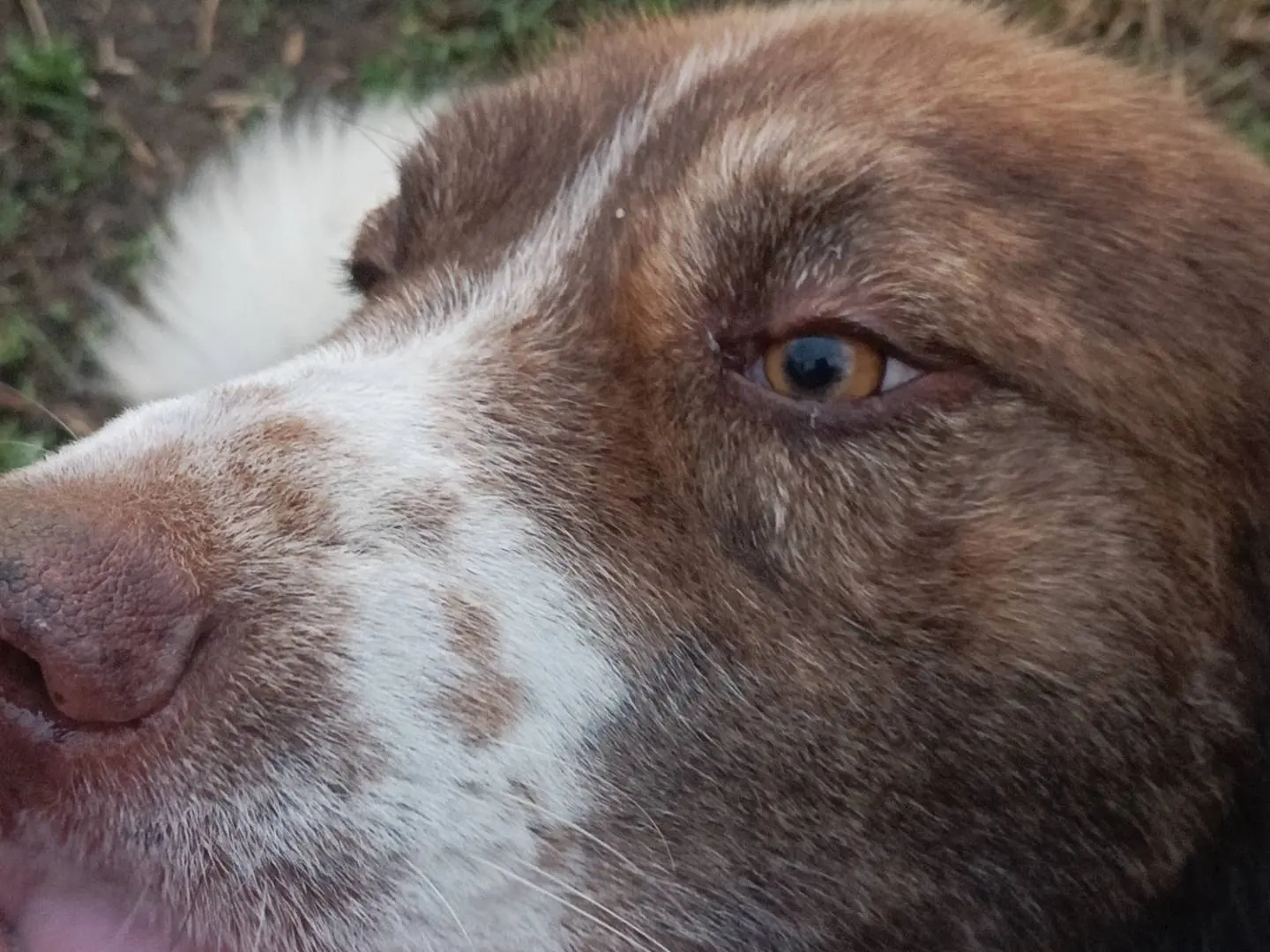 Adotta un cane, maschio, 2 anni e 1 mese, Potenza