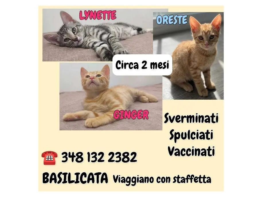 Foto 3 dell'animale