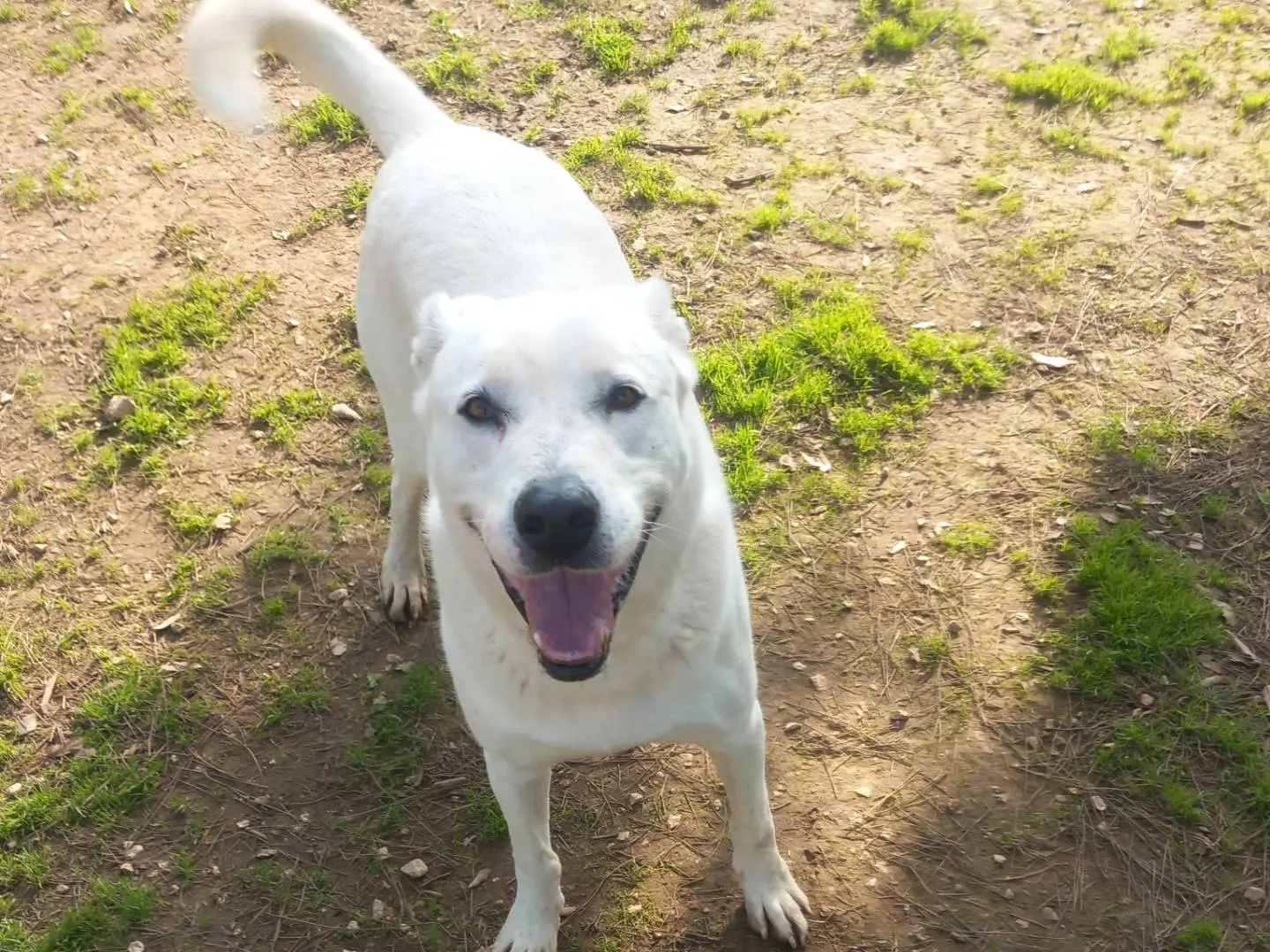 Adozione cane, maschio, meticcio, 6 anni e 10 mesi, taglia gigante, Barletta