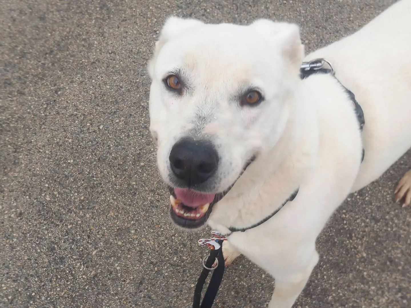 Adotta un cane, maschio, 6 anni e 10 mesi, Barletta