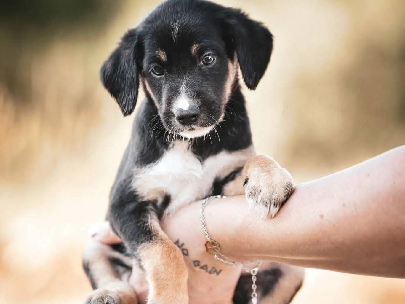 Adozione cane, maschio, Razza sconosciuta Razza sconosciuta, 2 mesi, taglia media, Messina
