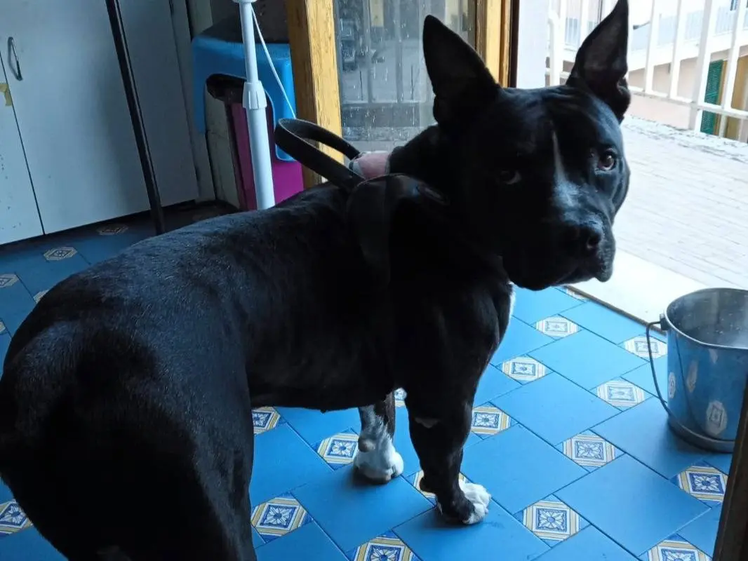 Adotta un cane, maschio, 3 anni e 4 mesi, Mantova