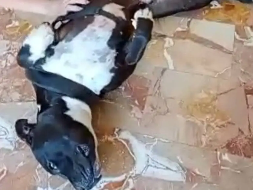 Vuoi adottare un cane a Mantova?