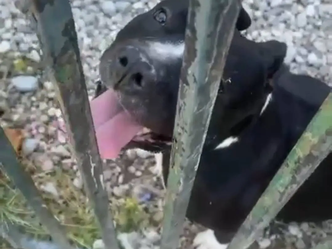 Adotta il cane Aron a Mantova