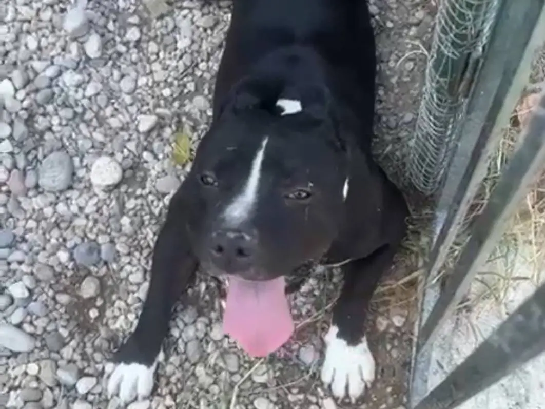 Adotta un cane, taglia grande, maschio, Mantova