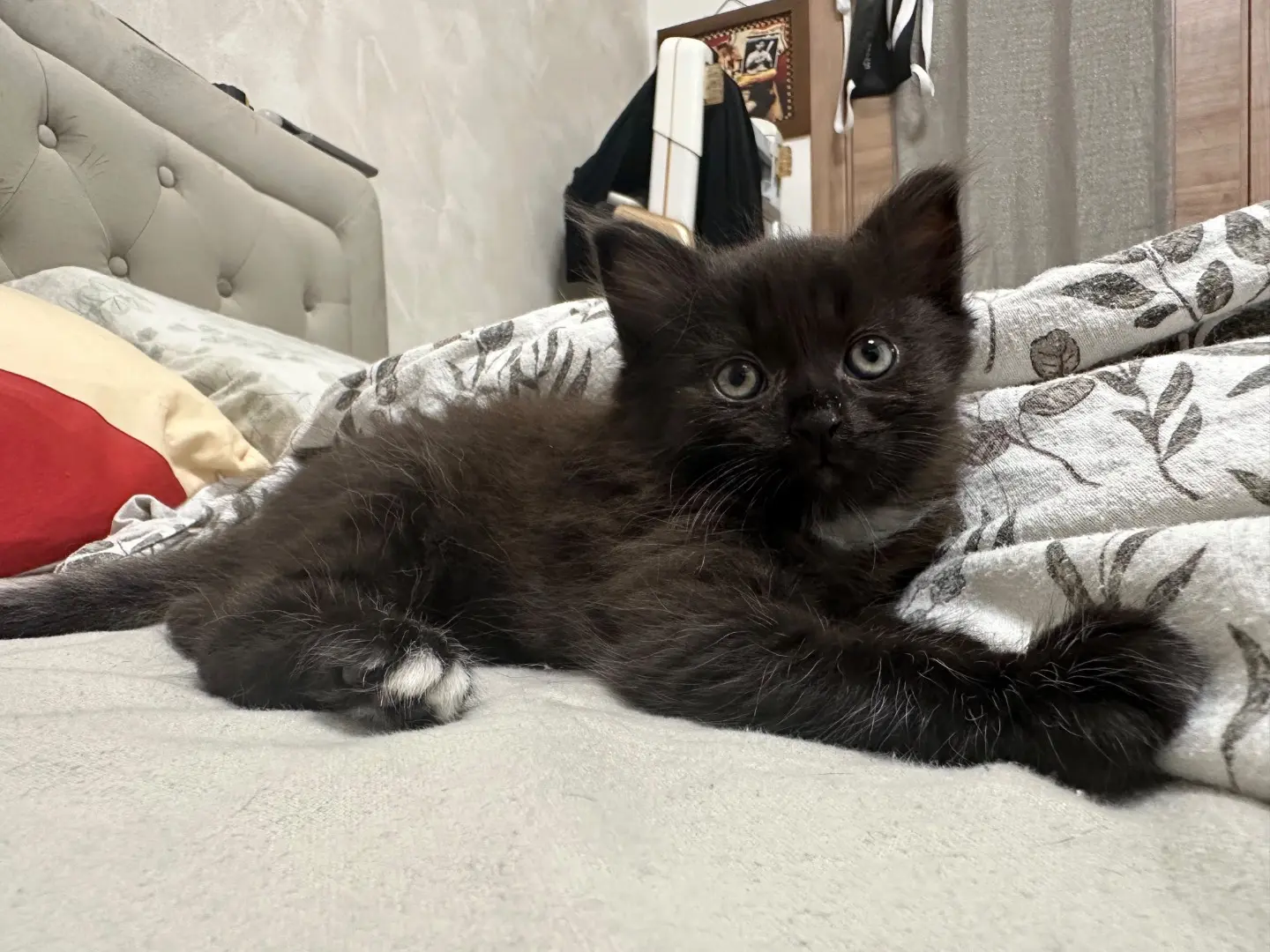 Adozione gatto, maschio, Razza sconosciuta Razza sconosciuta, 2 mesi, taglia non valida, Torino