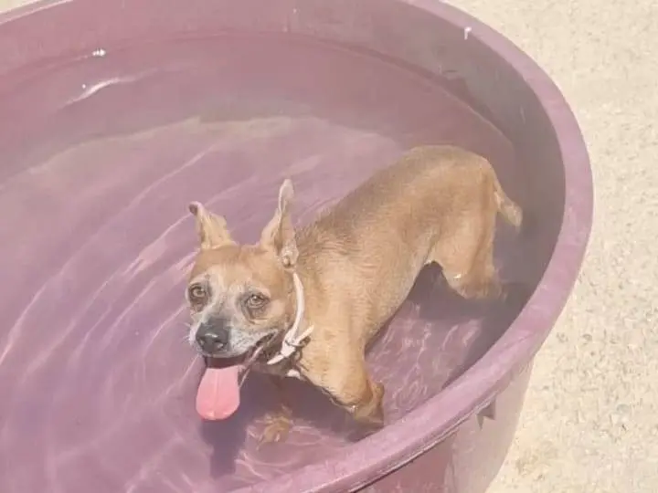Adotta il cane STELLINA a Caserta
