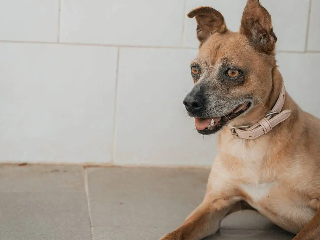 Adotta un cane, femmina, 9 anni, Caserta