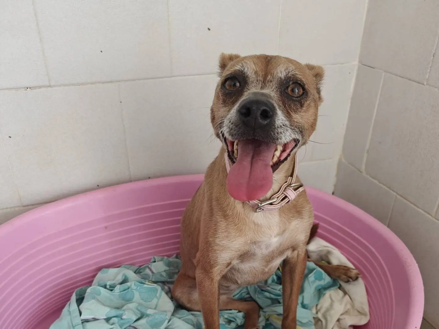 Vuoi adottare un cane a Caserta?