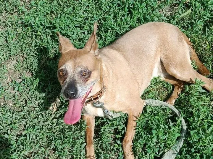 Adotta un cane, taglia piccola, femmina, Caserta