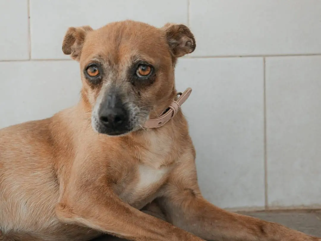 Adozione cane, femmina, Pinscher Razza sconosciuta, 9 anni, taglia piccola, Caserta
