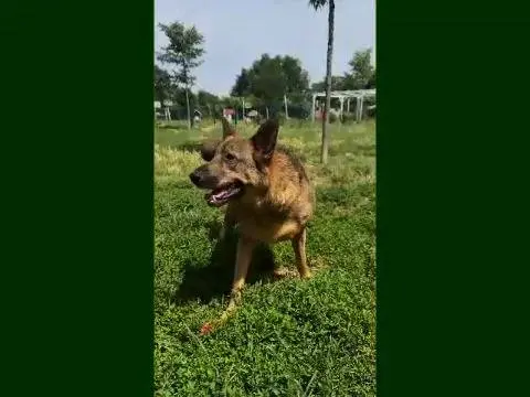 Adotta un cane, taglia media, maschio, Mantova
