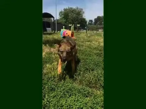 Vuoi adottare un cane a Mantova?