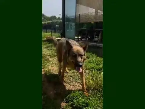 Adotta il cane BOBB a Mantova