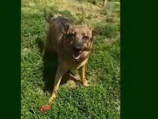 Adozione cane, maschio, Razza sconosciuta Razza sconosciuta, 4 anni, taglia media, Mantova