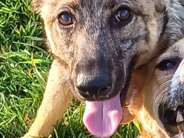 Adotta un cane, maschio, 4 anni, Mantova