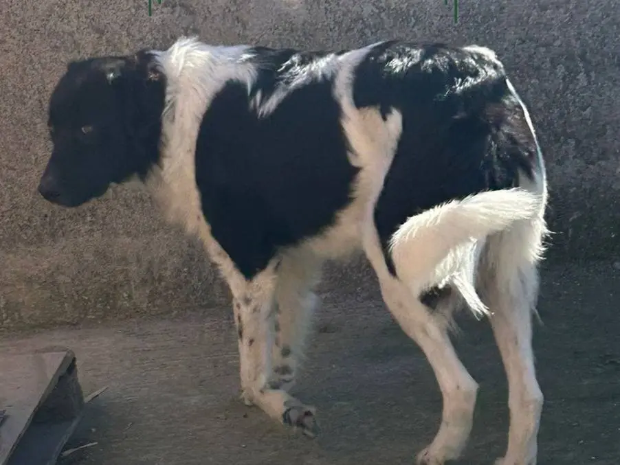 Foto 3 dell'animale
