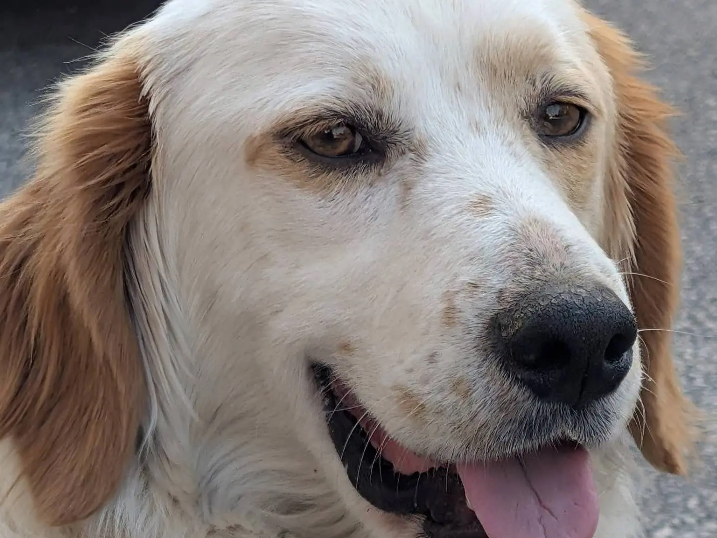 Vuoi adottare un cane a Avellino?