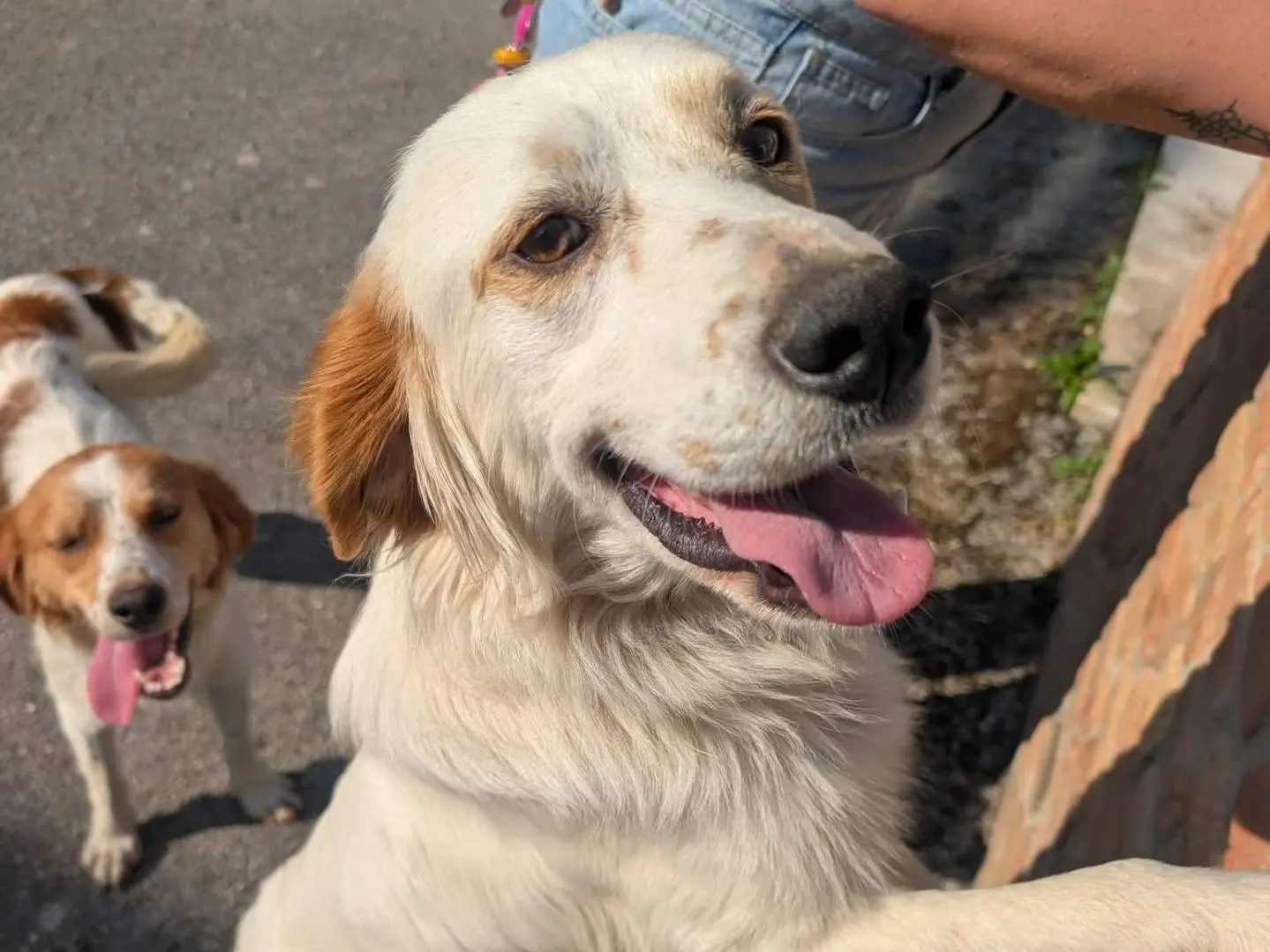 Adozione cane, maschio, Setter Inglese Razza sconosciuta, 3 anni e 5 mesi, taglia media, Avellino