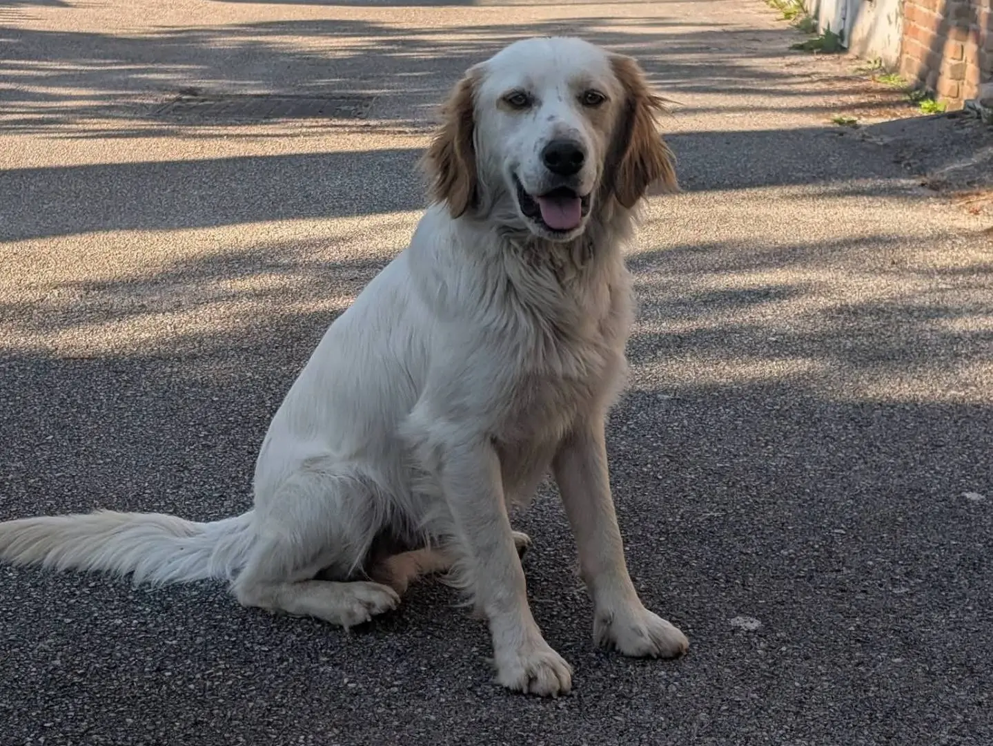 Adotta un cane, maschio, 3 anni e 5 mesi, Avellino
